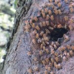 Honingbijen in het wild: dichtheid