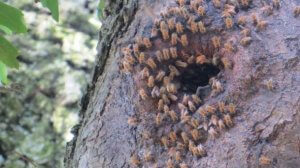 Lees meer over het artikel Honingbijen in het wild: dichtheid