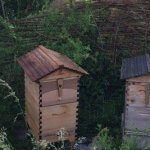 Formation à l’apiculture écologique en Suisse